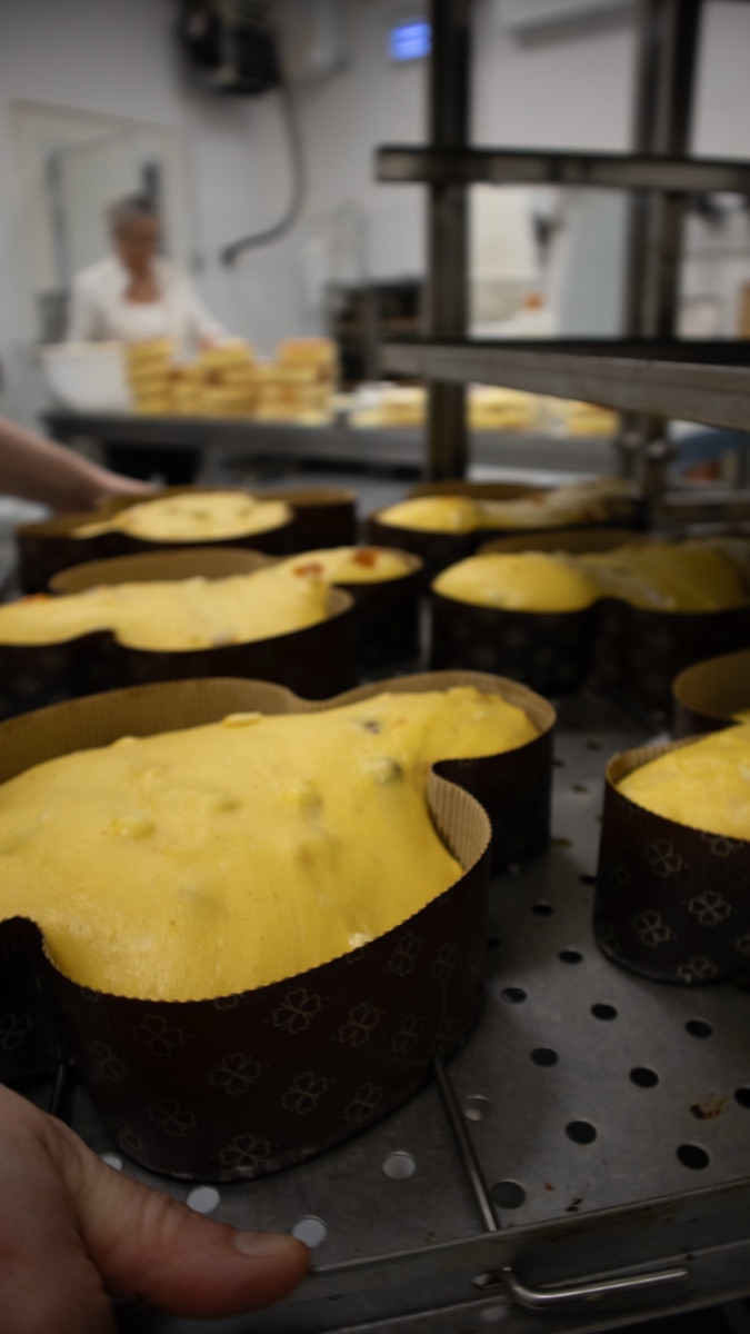 Colombe negli stampi di carta su una teglia, appena uscite dal forno